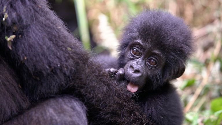 National Geographic Uganda 2 National Geographic Uganda 2