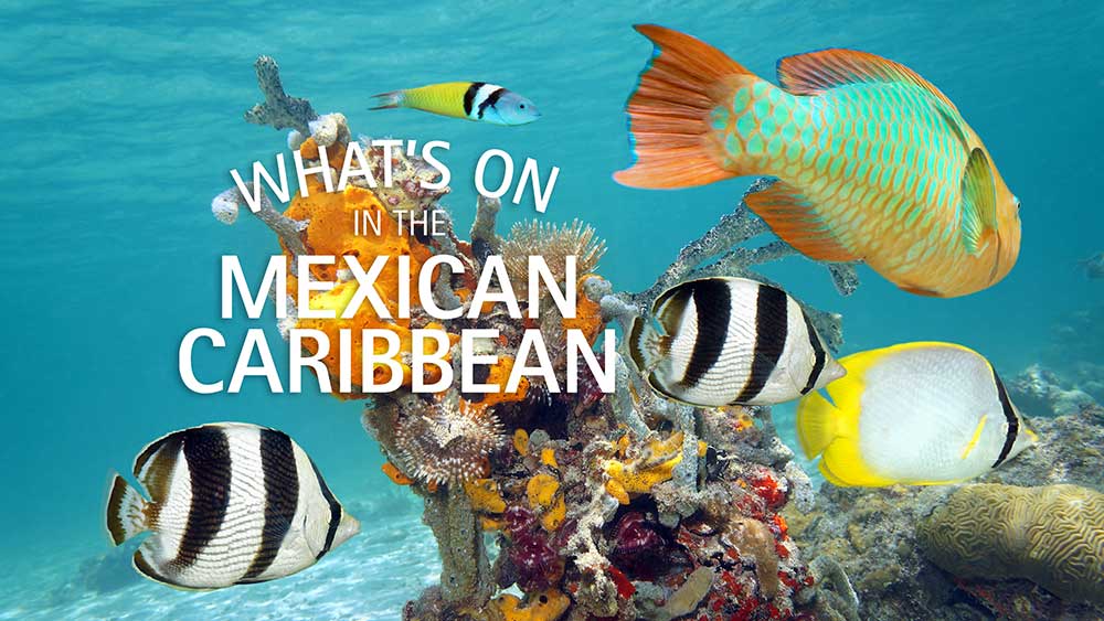 Diving into the Mexican Caribbean