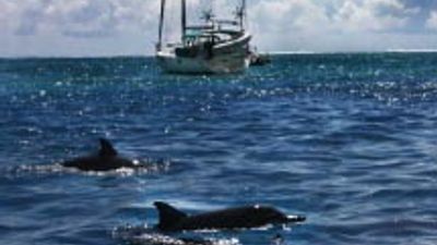 Moorea Dolphins