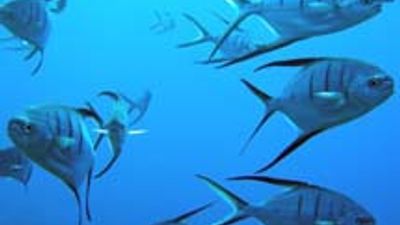 St. Maarten Designates First National Marine Park