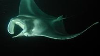 Fair Wind Offers Free Manta Ray Talks