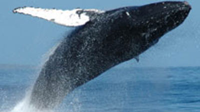 Have a Whale of a Vacation at Aston Maui Properties