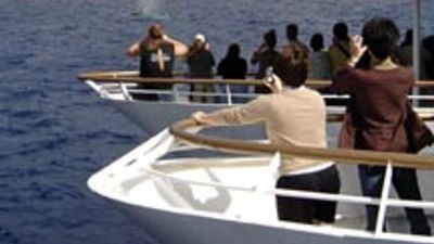 Atlantis Launches Breakfast Whale Watch Cruise