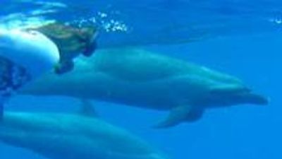 Fave Five Hawaii Dolphin Encounters