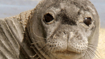 Monk Seals Get Their Day in the Sun on Kauai
