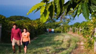 Catching The Kona Coffee Buzz