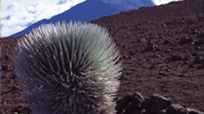 Eight Great Natural Maui Attractions