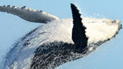 Maui Whale Festival Makes A Splash
