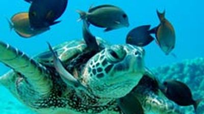 Snorkeling with Ocean Joy Cruises in West Oahu