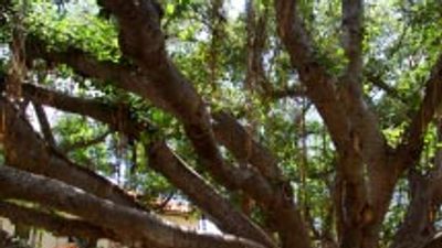 Hawaii Calendar: December 2011