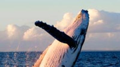 Maui Whale Watching