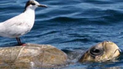 Sea Turtle Season Comes to Puerto Vallarta