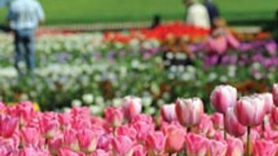 Amawaterways Is in Full Bloom