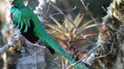 Birdwatching in Panama