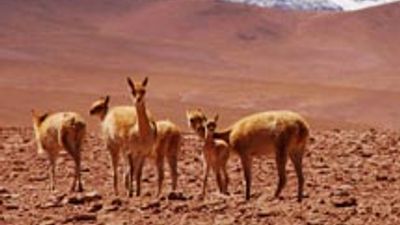 The Colors of Chile