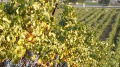 Boutique California Wine Country