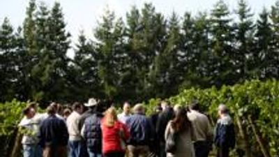 Oregon Wine Tours Offer a Heady Outing