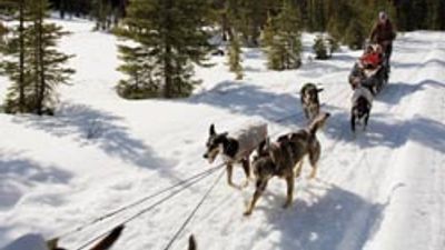 Dog Mushing in Canada