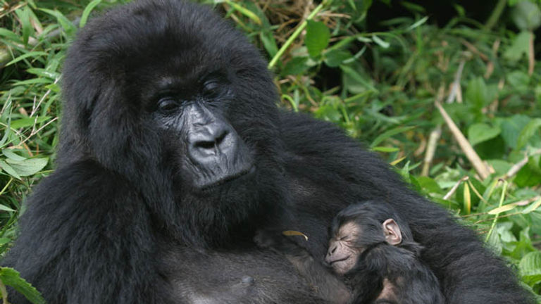 Rwanda Mountain Gorillas Bucket List