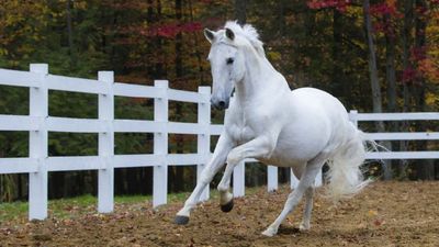 Hoteliers are progressively encouraging guests to embark on outside adventures, such as riding Lipizzaner stallions in Vienna, Austria. // © 2014 Thinkstock