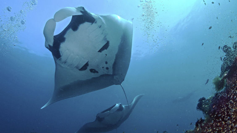 At Four Seasons Maldives, guests can swim with both manta rays and marine scientists. // © 2014 Thinkstock