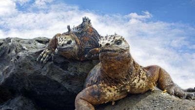 The marine iguana is unique to the Galapagos, a destination best discovered by cruise. // © 2015 Thinkstock