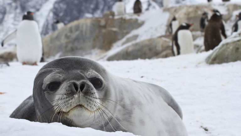 Spot seals on an Antarctica cruise expedition. // © 2015 Thinkstock