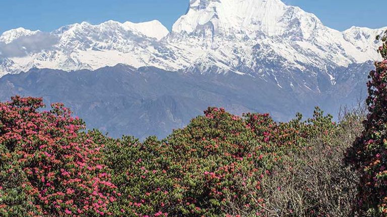 The third day is filled with views of the Annapurna and Dhaulagiri ranges, home to two of the world’s highest mountains. // © 2015 Mindy Poder