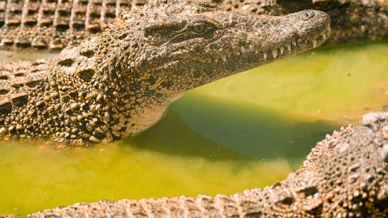 Cuba also has unique wildlife viewing opportunities. // © 2016 Chad Case Photography