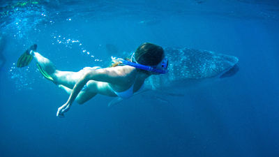 Exmouth in the North West Cape of Western Australia is known for its whale shark swims. // © 2016 Coral Coast