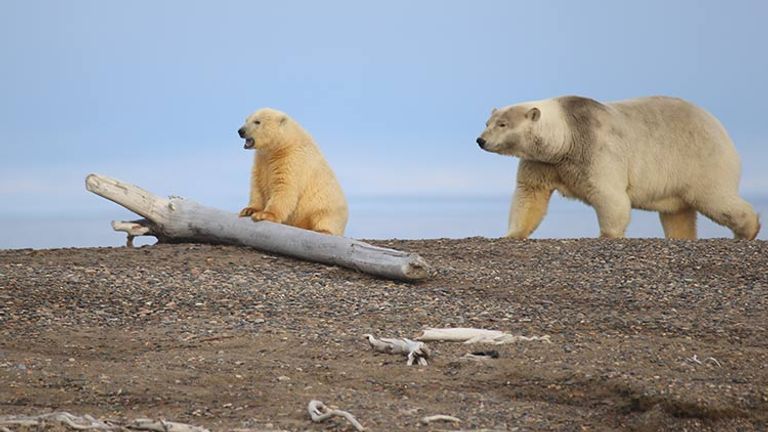 Climate change is affecting polar bears’ sea ice habitat, causing bears to spend more time in Kaktovik, Alaska. // © 2017 Mindy Poder
