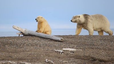 Climate change is affecting polar bears’ sea ice habitat, causing bears to spend more time in Kaktovik, Alaska. // © 2017 Mindy Poder