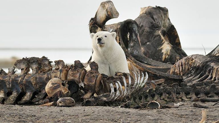 Polar bears are seen in large numbers around September, when the locals harvest bowhead whales. // © 2017 iStock