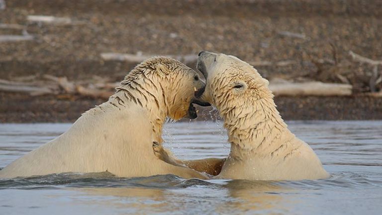 Kaktovik operators follow strict rules about human interaction with bears so it’s advised to bring a telephoto lens. // © 2017 Mindy Poder