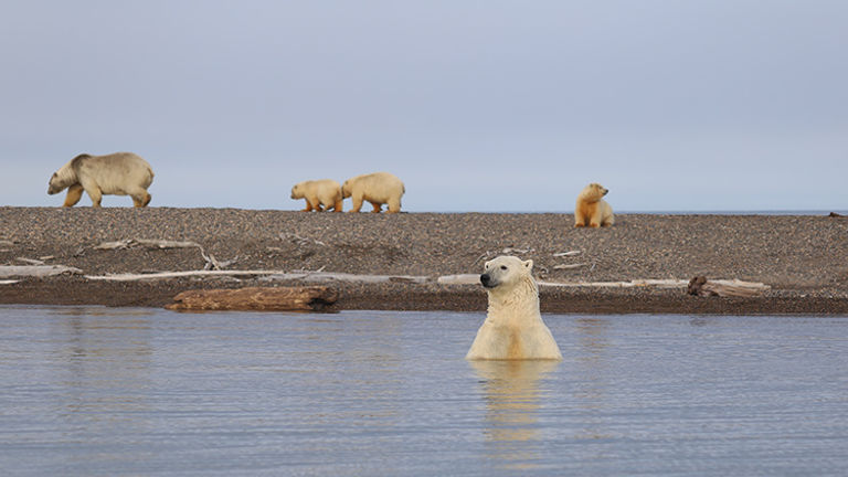 Visitors will enjoy the opportunity to observe polar bears interacting in the wild. // © 2017 Mindy Poder