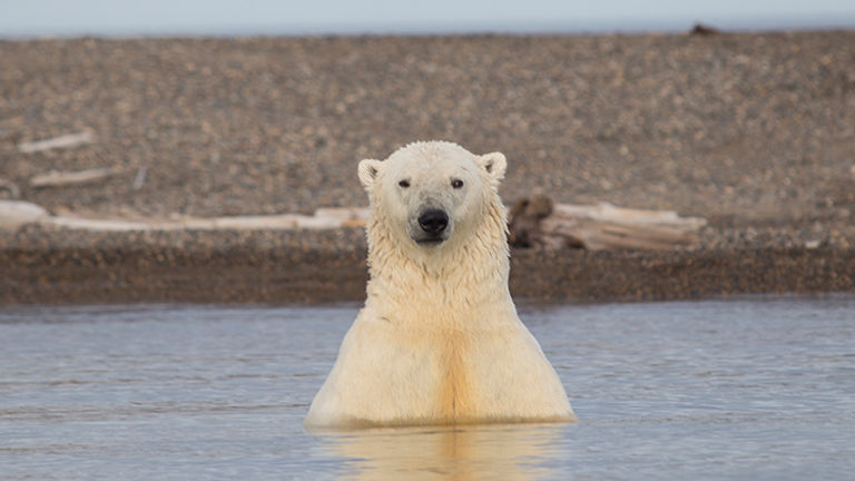 Polar bear viewing in the Arctic Refuge quintupled between 2011 and 2014. // © 2017 Mindy Poder