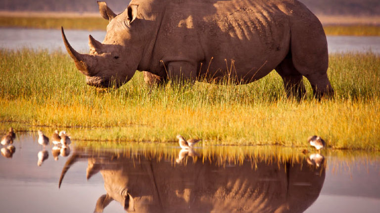 In Botswana, visitors can witness conservation in action with Abercrombie & Kent Philanthropy. // © 2017 Getty Images