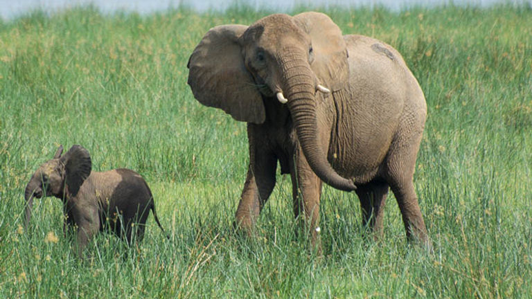 An elephant and its baby travel along the edge of the river. // (c) Bob Demyan
