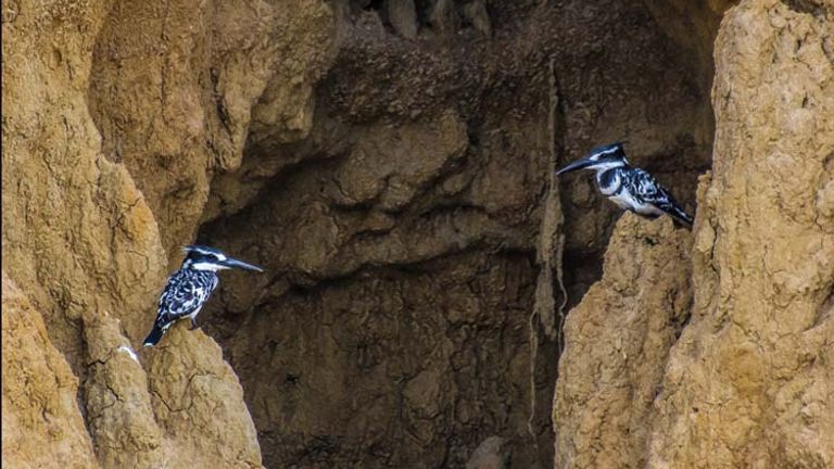Pied Kingfishers are typically found in pairs. // (c) Bob Demyan