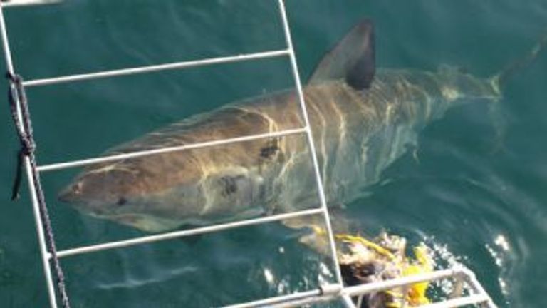 Shark Cage Diving in South Africa