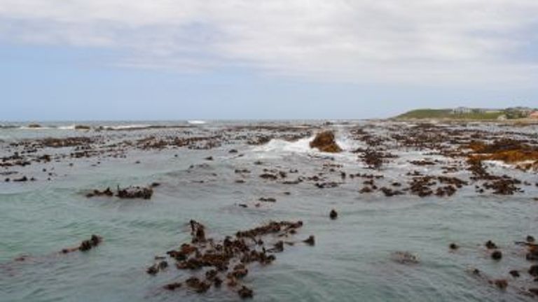 Shark Cage Diving in South Africa