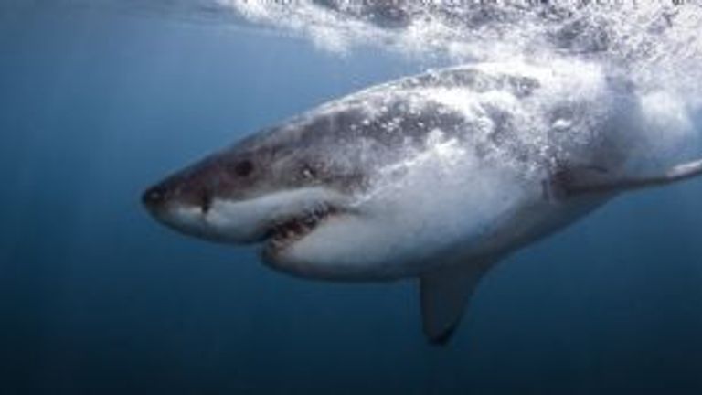 Shark Cage Diving in South Africa