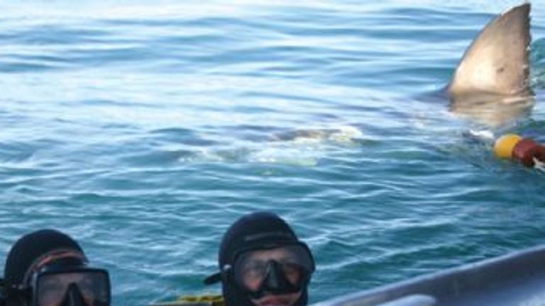 Shark Cage Diving in South Africa