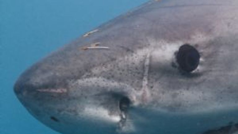 Shark Cage Diving in South Africa