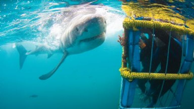 Shark Cage Diving in South Africa