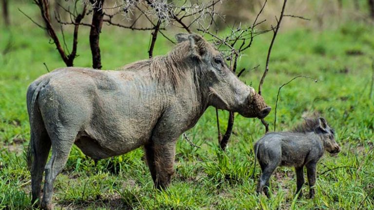 A warthog and its baby, spotted from a boat tour // (c) Bob Demyan