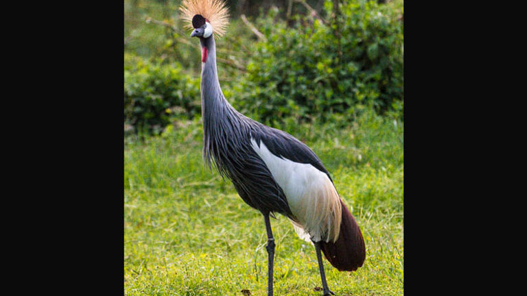 The Crested Crane is the national bird of Uganda. // (c) Bob Demyan