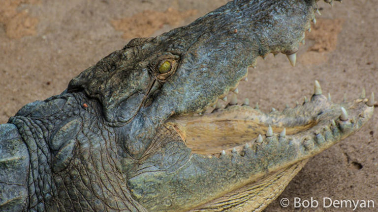 A Nile crocodile stretches his jaws. // (c) Bob Demyan
