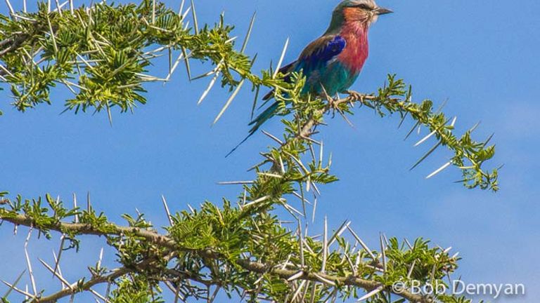Most bee-eaters are found in Africa. // (c) Bob Demyan