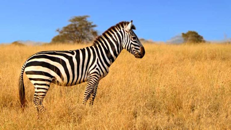 AfricanSafaris_01